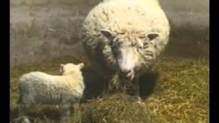 GCSE Science Revision  Cloning Dolly The Sheep [upl. by Asp]