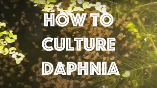 How To Culture Daphnia Magna [upl. by Waligore]