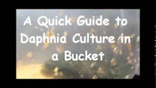 How to culture daphnia outside [upl. by Nanerb]