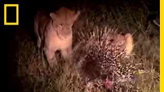 Porcupine vs Lion  National Geographic [upl. by Priscilla]