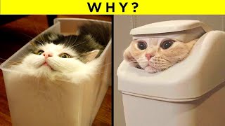 Strangest Cat Behaviours Finally Explained [upl. by Niajneb]