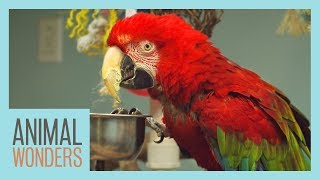 Macaws What Where How [upl. by Alfred]