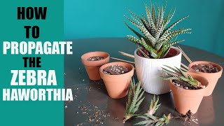 ZEBRA HAWORTHIA PROPAGATION  How to propagate The Zebra Haworthia pups [upl. by Ecenahs12]