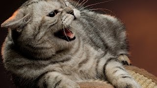 How to Deal with an Aggressive Cat  Cat Care [upl. by Ferris]