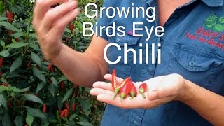 Growing Bird Eye Chilli Plants [upl. by Geehan]