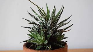 How I take care of zebra plant Haworthia attenuata [upl. by Johnathon]