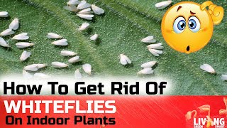 How to get rid of WHITE FLIES on Indoor Plants  Quick Fix [upl. by Emelina]