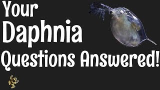 Daphnia Questions Answered [upl. by Nyrhtak]