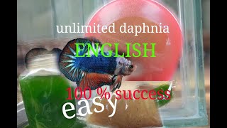 daphnia moina culture Easy way Unlimited production English  with sub Green water Chlorella [upl. by Wittenburg747]