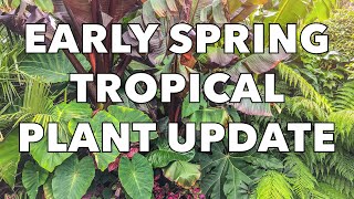 Musa Basjoo Gunnera Manicata Ensete amp Tetrapanax Early Spring Update amp Care Tips [upl. by Ephraim]