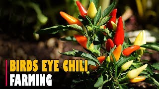 Birds Eye Chili Farming  Thai Chilli Pepper Farming [upl. by Corder]