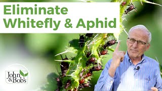 Organic Pest Control  Whitefly and Aphid No Insecticide [upl. by Brunella]