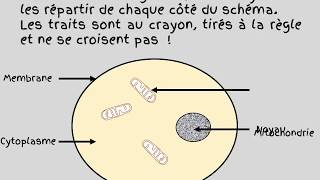 schema dune cellule animale [upl. by Aivilo301]