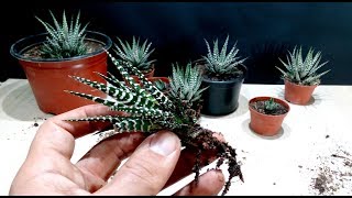 How to grow Zebra Plant Haworthia from cutting [upl. by Herahab]