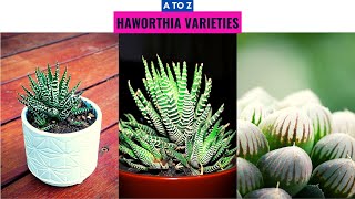 Haworthia Varieties A to Z [upl. by Tawnya]