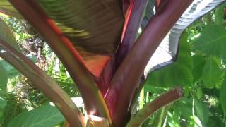 GARDENING GUIDE How to grow Bananas  The RED Abyssinian Banana  Ensete maurelii Banana Care Tips [upl. by Boris649]