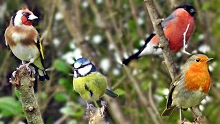 Beautiful Birds Chirping amp Singing in The Hedge  Robin amp More Bird Song amp Sounds [upl. by Gayel]