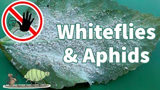 Organic White Fly Control  How to get rid of Whiteflies amp Aphids [upl. by Amabelle]