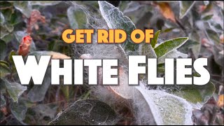 3 ways to Get Rid of Whiteflies on Peppers Hibiscus Fruit Trees etc [upl. by Nay208]