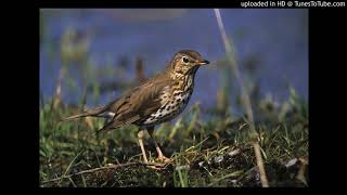 Vogelbestimmung Singdrossel Turdus philomelos [upl. by Ynned]