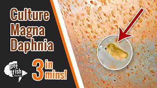 How to culture DAPHNIA MAGNA  The easy way [upl. by Tace]