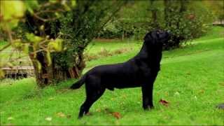 Black Labrador working gundog [upl. by Aevin698]