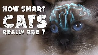 How smart cats really are [upl. by Llirrem]