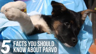 5 Facts You Should Know About Parvo [upl. by Eniala711]