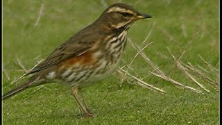 Grive mauvis  Redwing  Rotdrossel  Turdus iliacus [upl. by Bala]