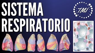 Anatomía y Fisiología Respiratoria Explicado Claramente [upl. by Tserrof]