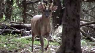 Barking Muntjac [upl. by Eatnohs]