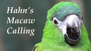 Hahns Macaw Call [upl. by Nuahsad]