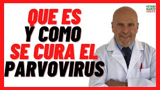 🔴 PARVOVIRUS en Perros de 6 meses 1 2 años Adultos y Viejos Vacunados Síntomas y Tratamiento [upl. by Ahsienek]