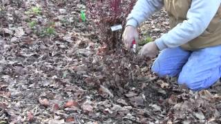 Pruning Spirea [upl. by Comptom]