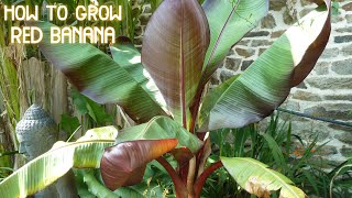 How to Care and Grow Red Bananas  How to Grow Red Banana Plants  Red Leaved Banana Plants [upl. by Robyn]