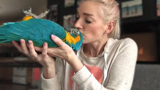 DO MACAWS MAKE GOOD PETS  Must Knows About Macaw Parrots [upl. by Nadabus]