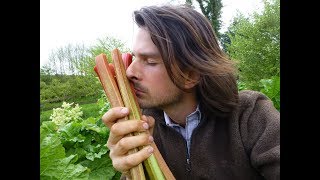 Rhubarb Harvesting  Everything you need to know [upl. by Kudva872]