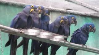 hyacinth Macaws in flight aviary [upl. by Lanza]