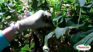 How To Prune the Akebia Vine Chocolate Flower Vine [upl. by Zinn]