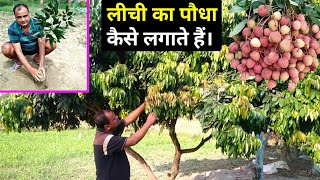 लीची का पौधा लगाने से लेकर तोराई तक की पूरी जानकारी🍓🌳 Lichi ki kheti  Lichi ka paudha Kaise lagaen [upl. by Nottirb]