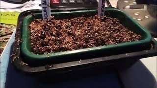 How to  Germination banana seeds [upl. by Devaney989]