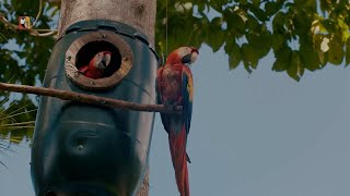 Macaw Mountain  Scarlet Macaw Conservation in Honduras [upl. by Ennaxor]