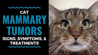 Cat Mammary Tumors Signs Symptoms and Treatments Vlog 92 [upl. by Derreg]