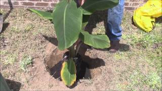 How To Plant a Banana Plant [upl. by Porty]