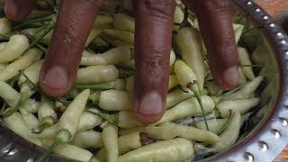 village cooking white Kanthari Mulaku Recipe  Cooking By Village food Recipes [upl. by Filbert]