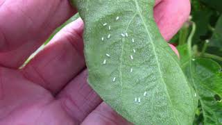 How I Treat Whiteflies In The Garden  What I Use and How Often [upl. by Scot669]