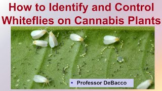 How to Identify and Control Whiteflies on Cannabis Plants [upl. by Ynnob780]