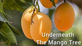 Underneath the Mango Tree  Cibelle [upl. by Manfred]