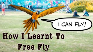 Parrot Free Flight Journey  Mikey The Macaw [upl. by Enahc477]