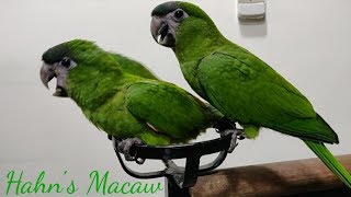 Hahns Macaw at Salmans Exotic Pet Store [upl. by Adnorrahs476]